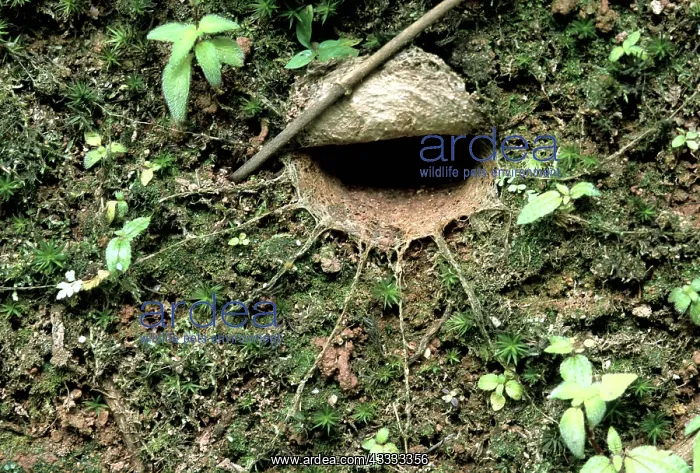 : Spider Den : Spider Den