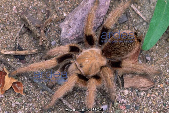 : SPIDER - Desert Tarantula, female : SPIDER - Desert Tarantula, female