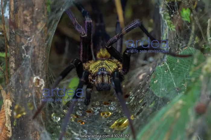 : spider, Dipluridae, Rio Claro Reserve, Reserva Natural : spider, Dipluridae, Rio Claro Reserve, Reserva Natural