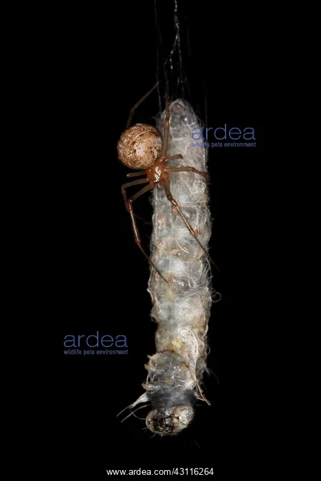: Spider eating Caterpillar : Spider eating Caterpillar