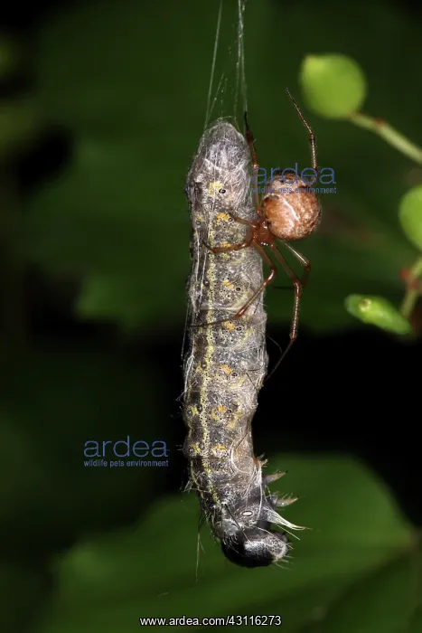 : Spider eating Caterpillar : Spider eating Caterpillar