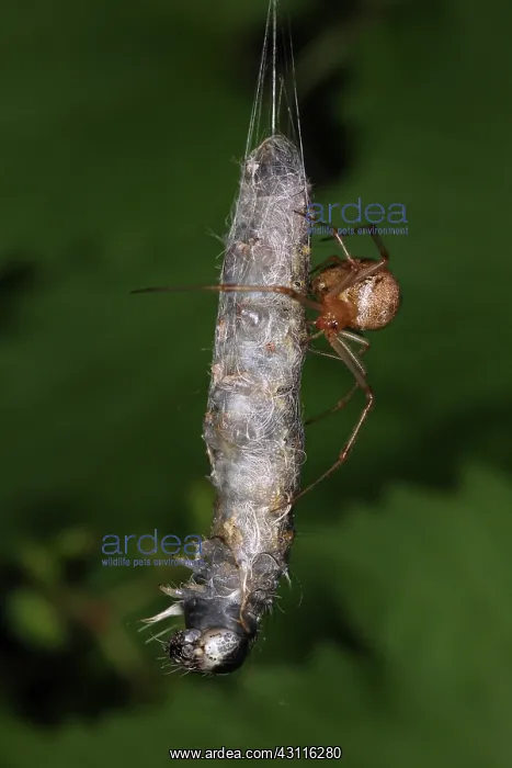 : Spider eating Caterpillar : Spider eating Caterpillar