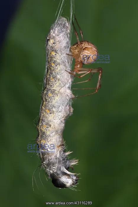 : Spider eating Caterpillar : Spider eating Caterpillar