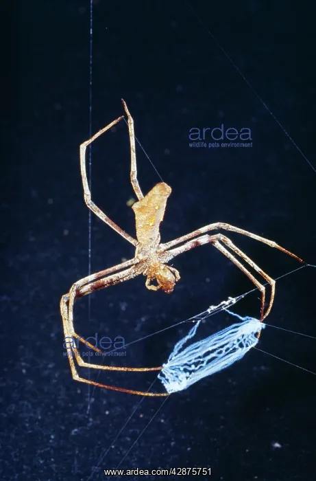 : Spider - female net casting : Spider - female net casting