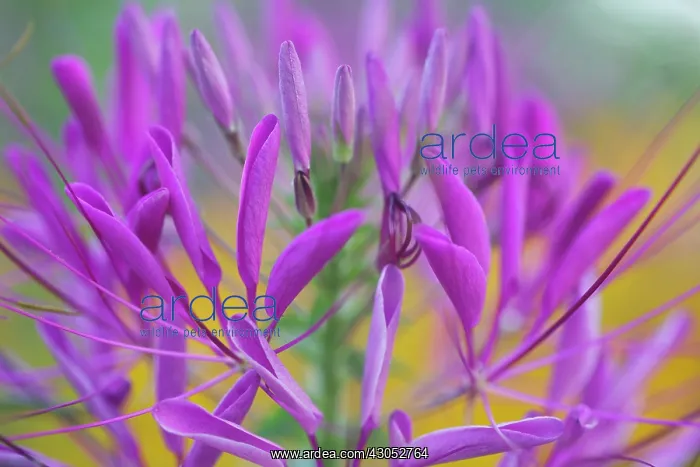 : Spider flower : Spider flower