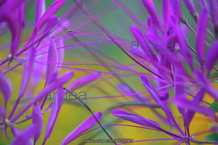 : Spider flower : Spider flower