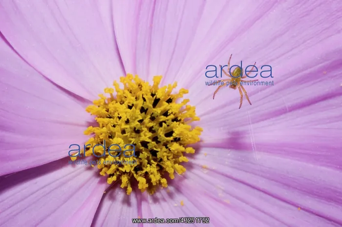 : Spider on garden flower, Haliburton, Ontario : Spider on garden flower, Haliburton, Ontario