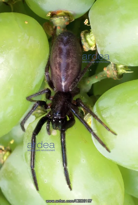 : Spider - among grapes : Spider - among grapes
