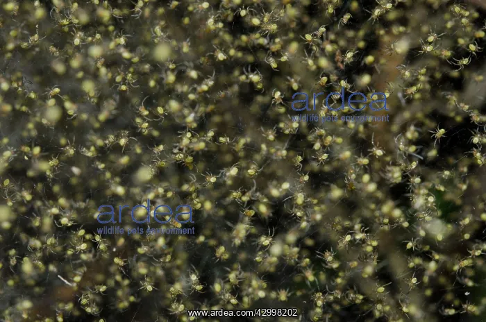 : Spider hatchlings in web - Klungkung, Bali, Indonesia : Spider hatchlings in web - Klungkung, Bali, Indonesia