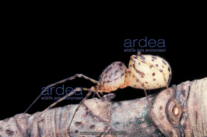 : Spider - Its huge cephalothorax contains salivary : Spider - Its huge cephalothorax contains salivary