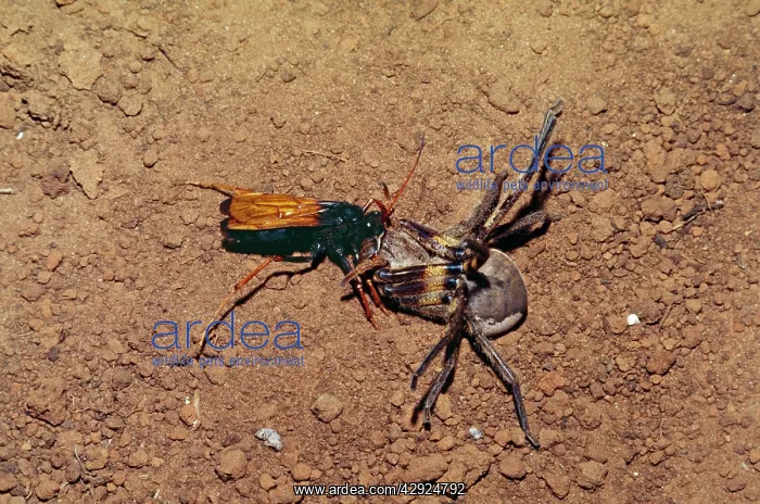: Spider - hunting Wasp : Spider - hunting Wasp