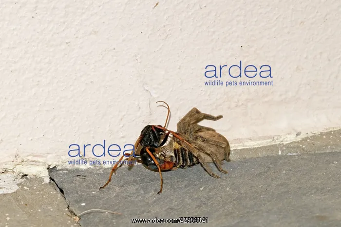 : Spider-hunting Wasp - applying extra sting to its : Spider-hunting Wasp - applying extra sting to its
