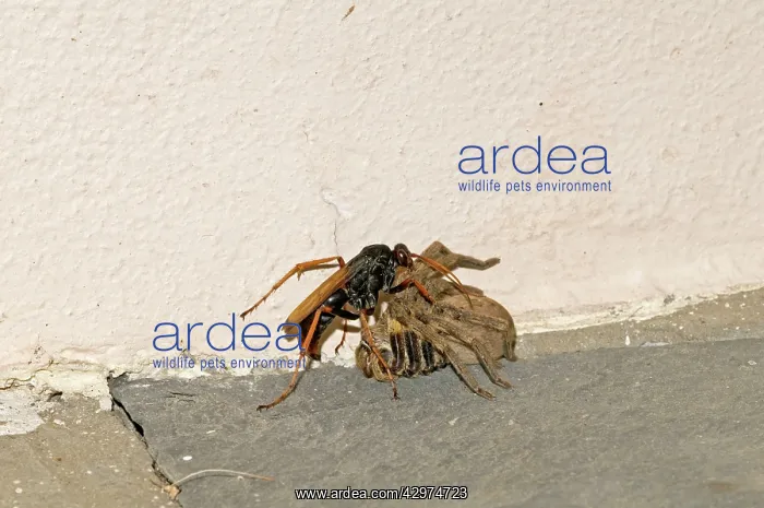 : Spider-hunting Wasp - attending to its paralysed : Spider-hunting Wasp - attending to its paralysed