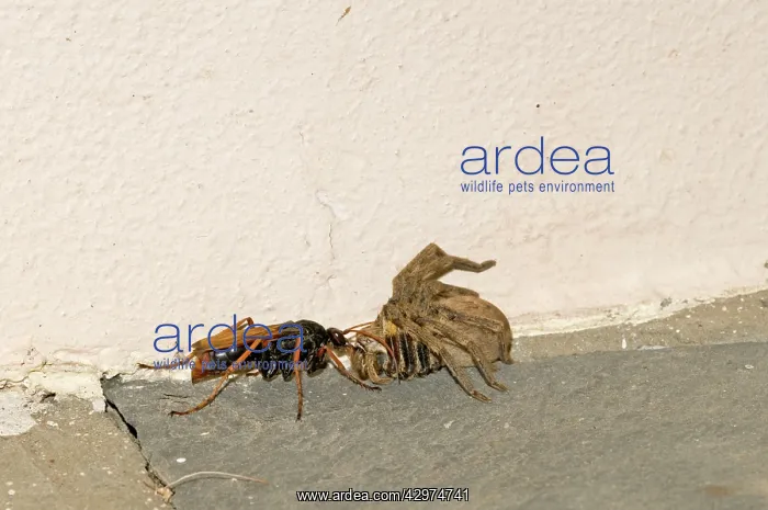 : Spider-hunting Wasp - dragging paralysed Rain Spider : Spider-hunting Wasp - dragging paralysed Rain Spider