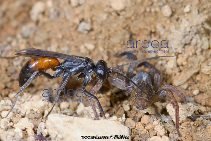 : Spider-hunting Wasp (Priocnemis schioedtei) adult : Spider-hunting Wasp (Priocnemis schioedtei) adult