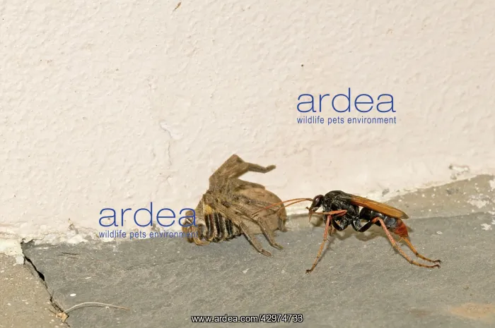 : Spider-hunting Wasp resting beside its paralysed : Spider-hunting Wasp resting beside its paralysed