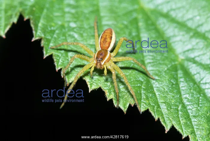 : SPIDER - on leaf : SPIDER - on leaf