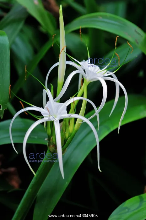  : Spider lily