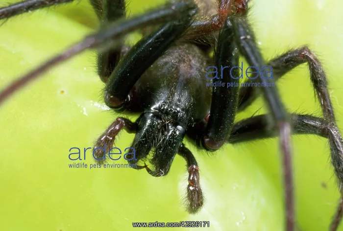 : Spider - male - close-up of head showing fangs : Spider - male - close-up of head showing fangs