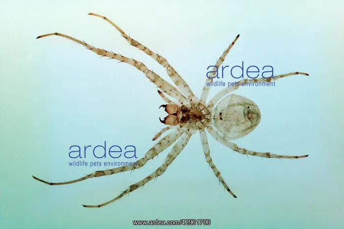 : Spider. Microscope preparation of eyes and fangs : Spider. Microscope preparation of eyes and fangs