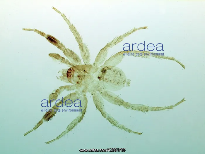 : Spider. Microscope preparation of eyes and fangs : Spider. Microscope preparation of eyes and fangs