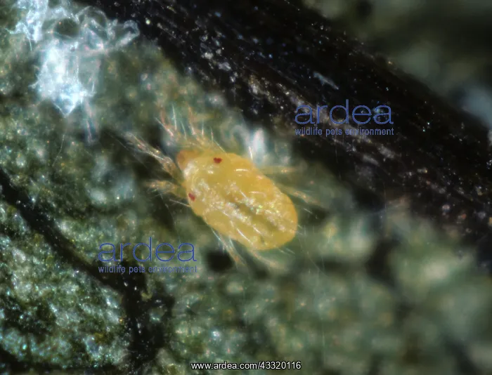 : Spider mite : Spider mite