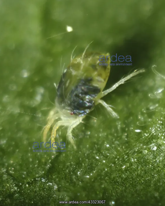 : Spider mite : Spider mite