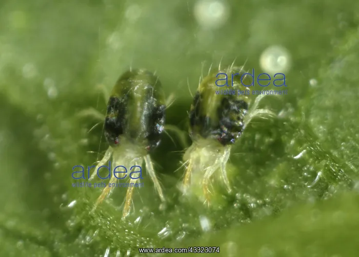 : Spider mite : Spider mite