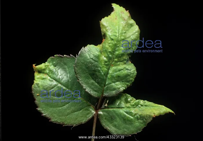 : Spider mite damage : Spider mite damage