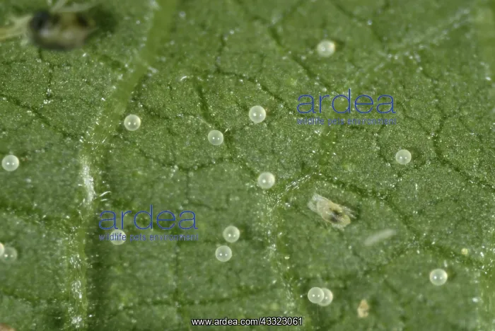 : Spider mite eggs : Spider mite eggs