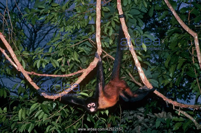 : Spider Monkey : Spider Monkey