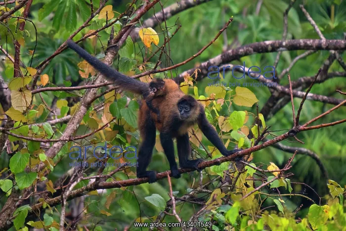 : Spider Monkey : Spider Monkey