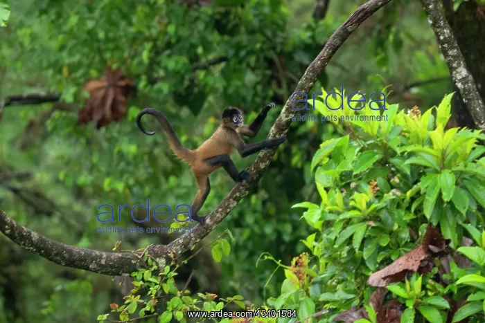 : Spider Monkey : Spider Monkey