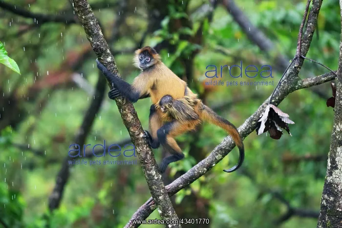 : Spider Monkey : Spider Monkey