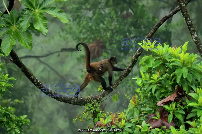 : Spider Monkey : Spider Monkey