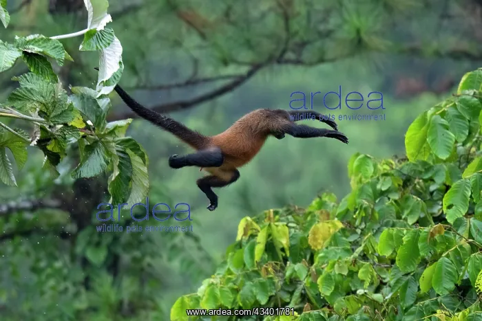 : Spider Monkey : Spider Monkey
