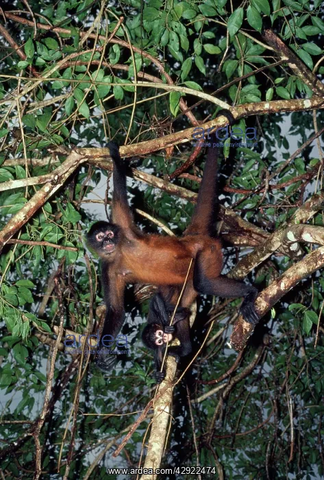 : Spider Monkey - Adult and infant hanging from branches : Spider Monkey - Adult and infant hanging from branches