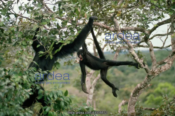 : Spider Monkey - in canopy of Rainforest : Spider Monkey - in canopy of Rainforest
