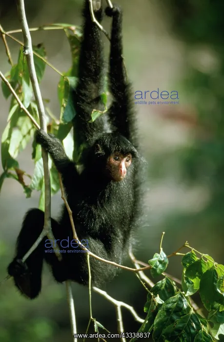 : Spider Monkey - in canopy of Rainforest : Spider Monkey - in canopy of Rainforest
