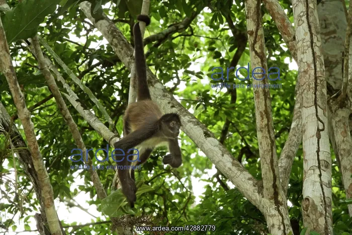 : Spider Monkey - hanging by tail : Spider Monkey - hanging by tail