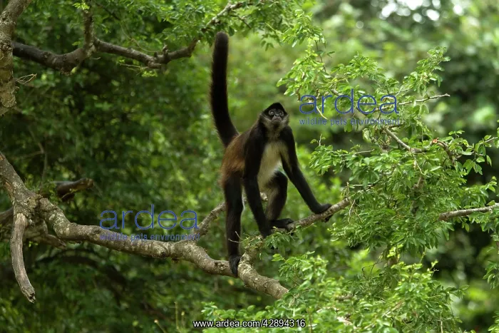 : Spider Monkey - Rainforest : Spider Monkey - Rainforest