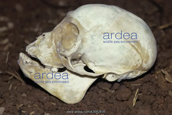 : Spider Monkey skull : Spider Monkey skull