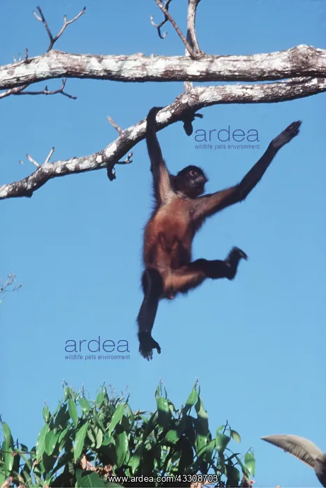 : Spider Monkey - swinging on branch : Spider Monkey - swinging on branch