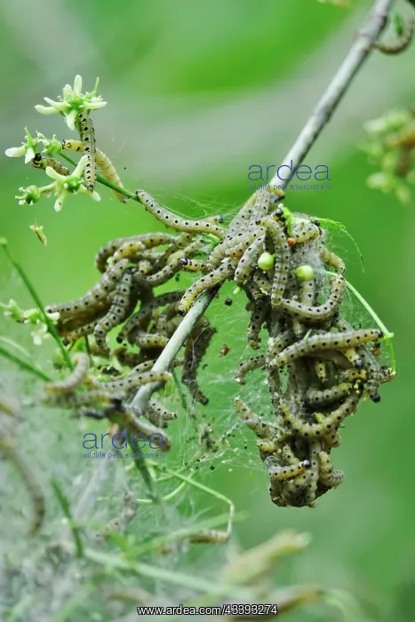  : Spider moth caterpillars, May, Germany, Europe