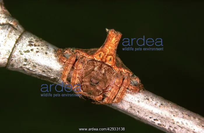: A spider - a nocturnal web-maker that during the : A spider - a nocturnal web-maker that during the