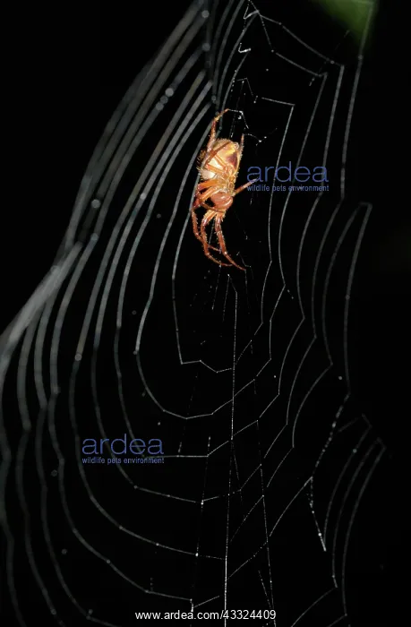 : Spider in orb web : Spider in orb web