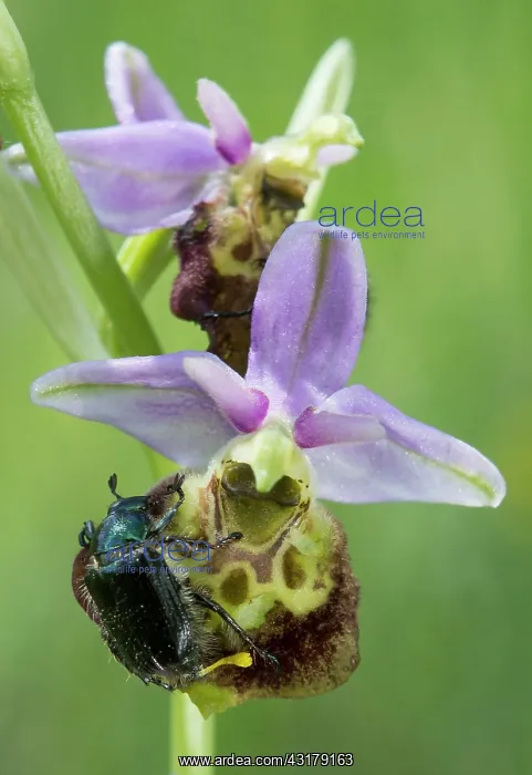 : Spider orchid (Ophrys fuciflora), Detail of a flower : Spider orchid (Ophrys fuciflora), Detail of a flower