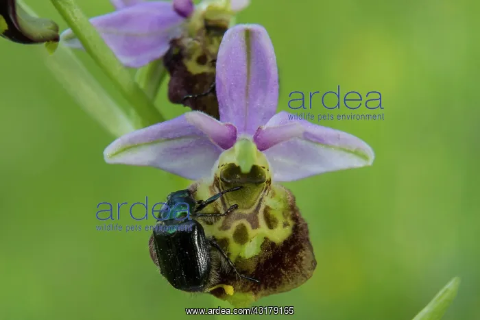 : Spider orchid (Ophrys fuciflora), Detail of a flower : Spider orchid (Ophrys fuciflora), Detail of a flower