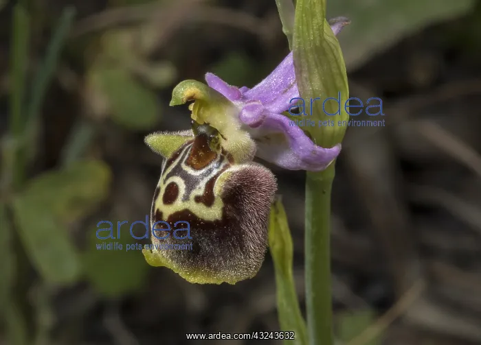 : A spider orchid, Ophrys saliarisii, in Rhodes : A spider orchid, Ophrys saliarisii, in Rhodes
