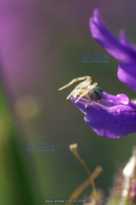 : Spider on Phlox : Spider on Phlox